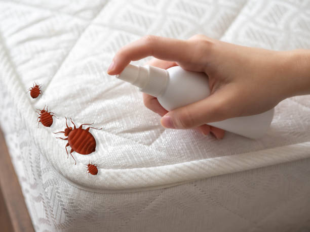Wasp Removal Services in Syosset, NY